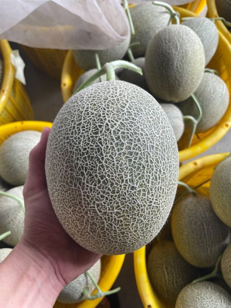 免運 | 卡蜜拉哈密瓜2台斤 (溫室) 