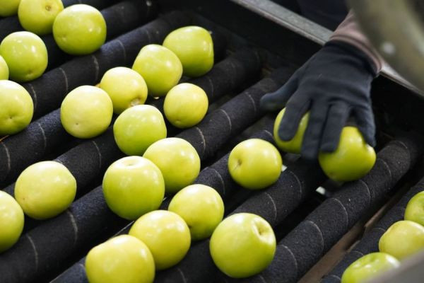 神農頂級蜜棗禮盒(燙金款)-12粒裝｜每顆約5兩以上｜品利自產自銷 蜜棗,棗子,品利,鮮果,品利農場
送禮,禮盒,宅配日本,日本,牛奶蜜棗,珍蜜,神農,
水果,蜜棗禮盒,企業團購,水果宅配,自產自銷