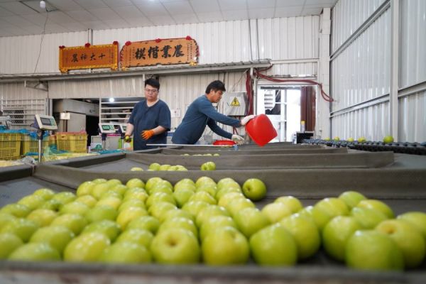 免運｜精選一口迷你棗 蜜棗 棗子 品利 鮮果 品利農場 品利鮮果  禮盒
水果 蜜棗禮盒