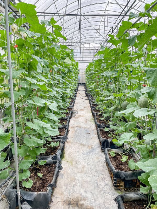 免運 | 卡蜜拉哈密瓜2台斤 (溫室) 