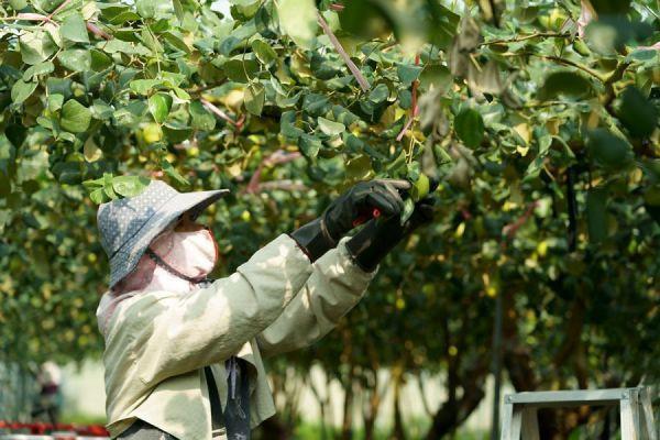 限時免運｜神農頂級蜜棗禮盒(燙金款)-12粒裝｜每顆約4.4兩以上｜品利自產自銷 蜜棗,棗子,品利,鮮果,品利農場
送禮,禮盒,宅配日本,日本,牛奶蜜棗,珍蜜,神農,
水果,蜜棗禮盒,企業團購,水果宅配,自產自銷