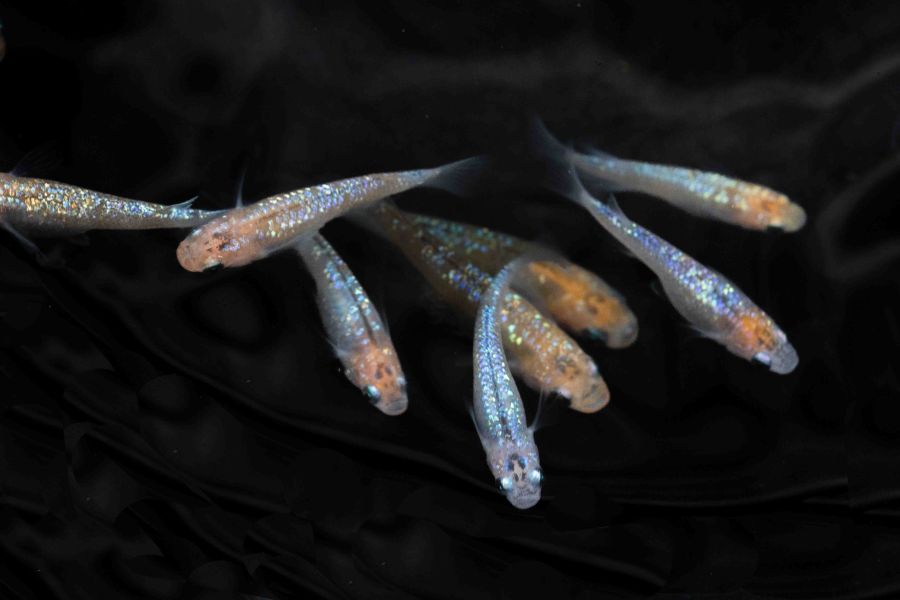美達卡-尤里西斯 美達卡-尤里西斯,日本稻田魚,日本青鱂魚,Oryzias latipes