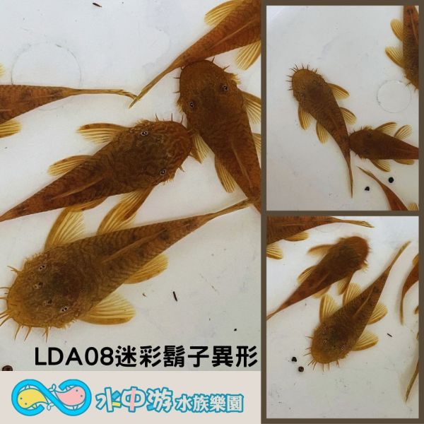 LDA迷彩鬍子異形 迷彩鬍子異形,異形,底棲魚