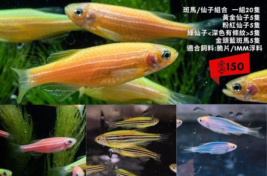 仙子魚組合包 仙子魚,斑馬魚,觀賞魚,水族,小型魚