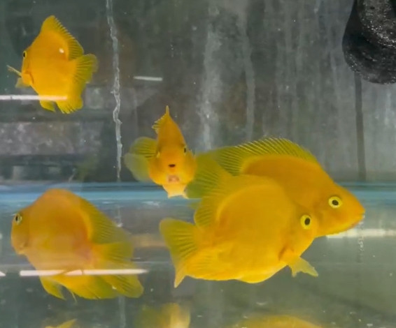 黃鸚鵡魚 