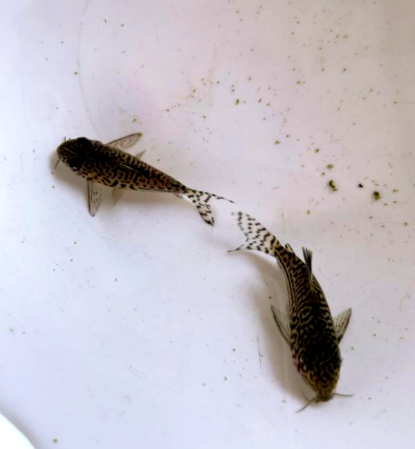 茱莉豹鼠 茱莉豹鼠,鼠魚,底棲魚