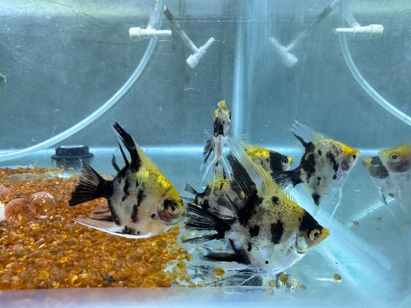 斑馬神仙魚 黑幻象神仙 三色神仙 
