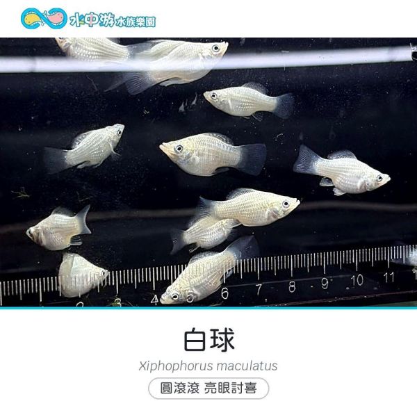 白球 白球、卵胎生、入門魚、混養
