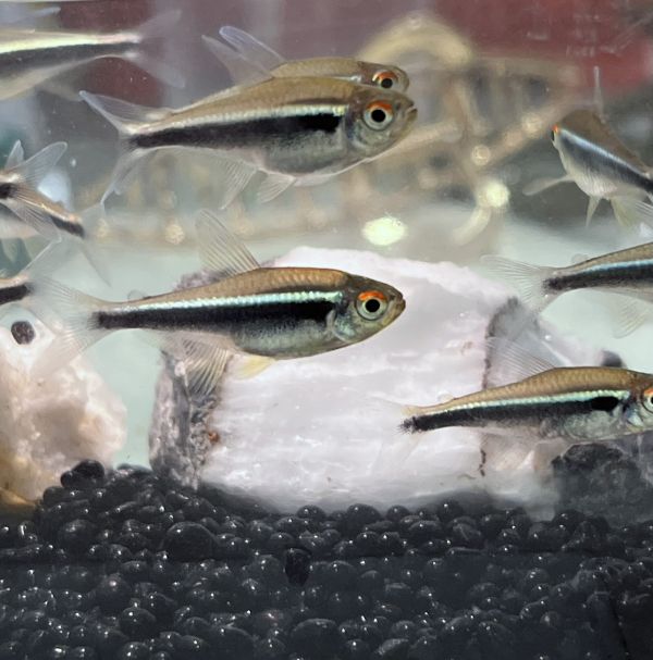 黑霓虹燈魚(黑蓮燈) 