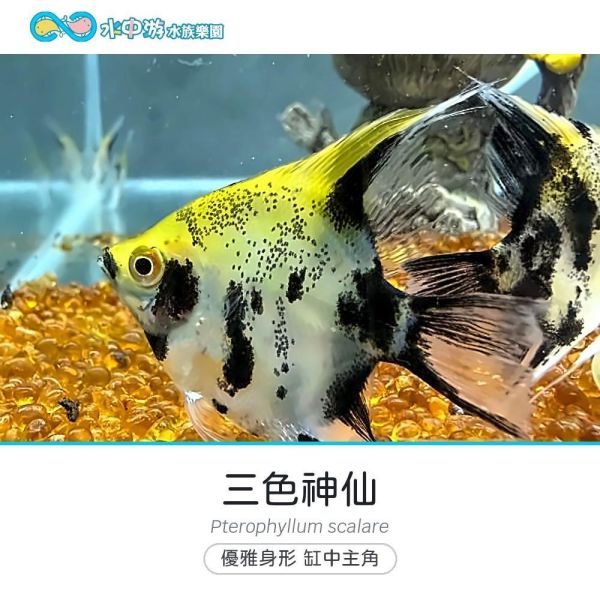 三色神仙 