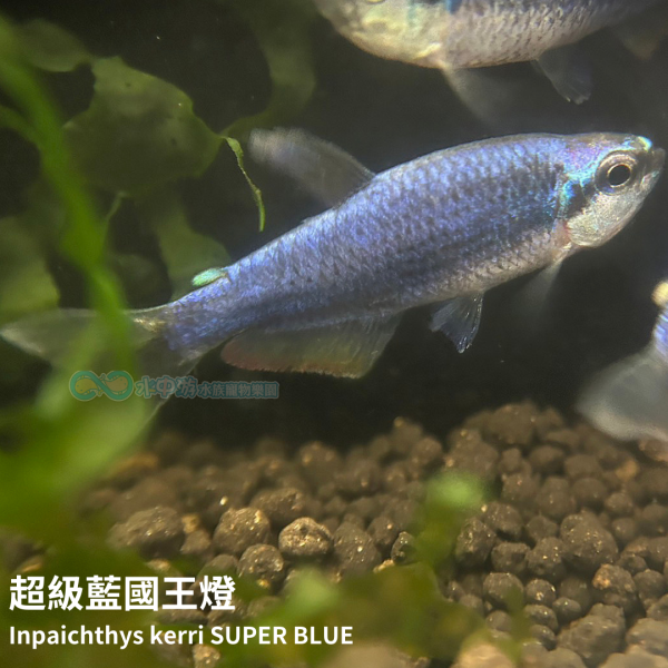 超級藍國王燈 超級藍國王燈,國王燈,藍國王燈,燈科魚,水族,觀賞魚
