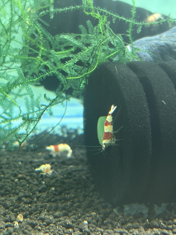 紅白水晶蝦 
