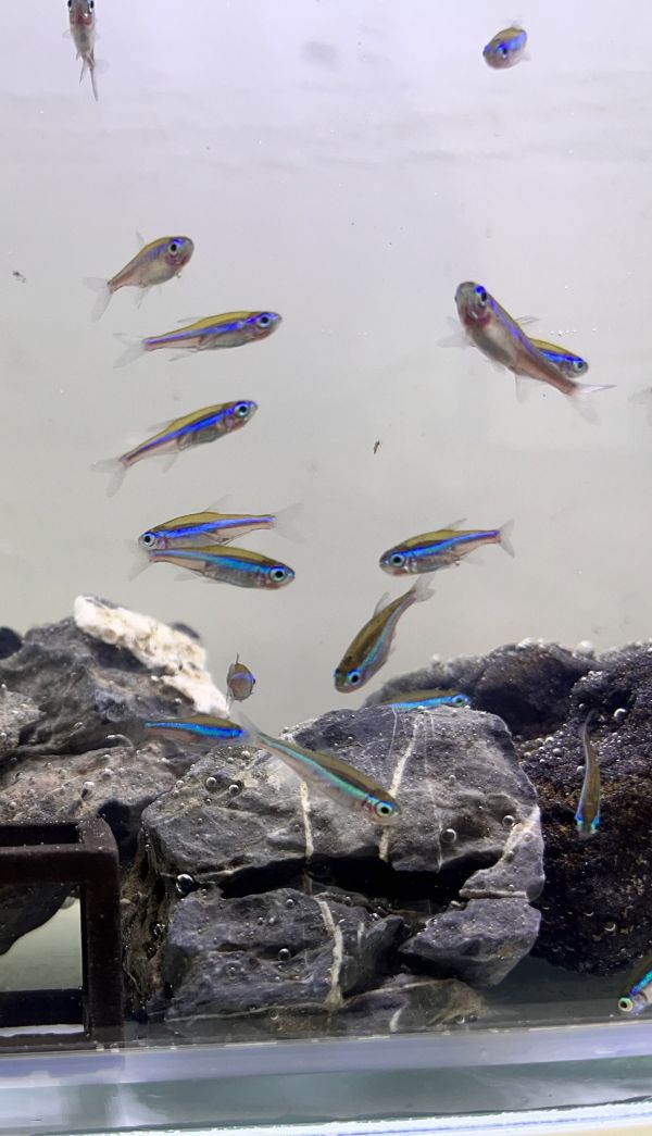 綠蓮燈 綠蓮燈,燈魚,小型魚