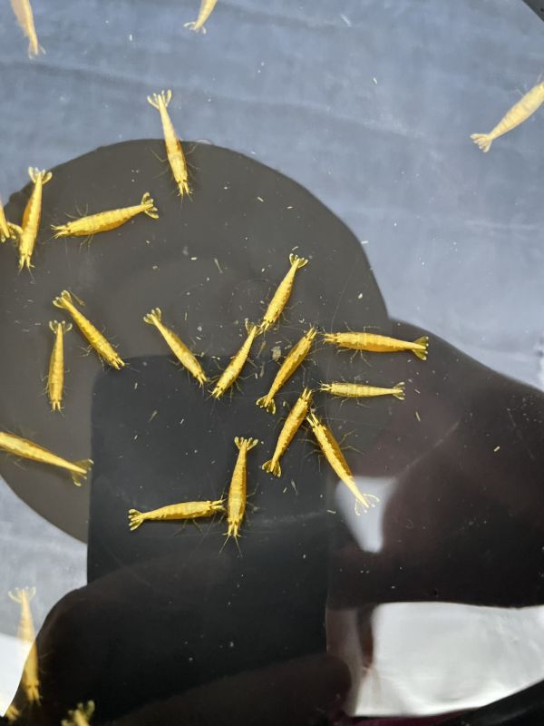 粗金背黃金米蝦 