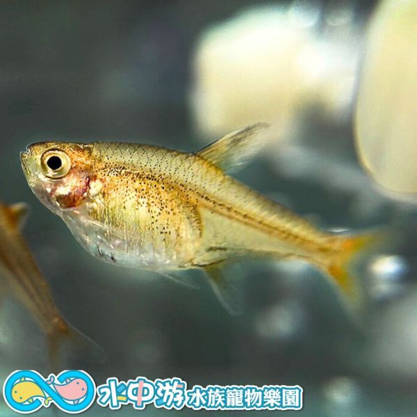 噴火燈 噴火燈,燈魚,噴火燈魚,小型魚,水族,觀賞魚