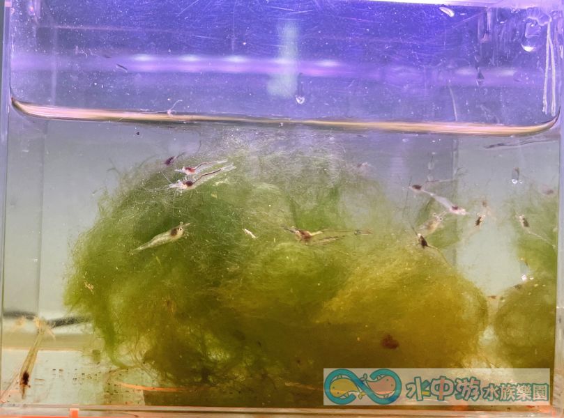 10送1 長額米蝦 金線米蝦 