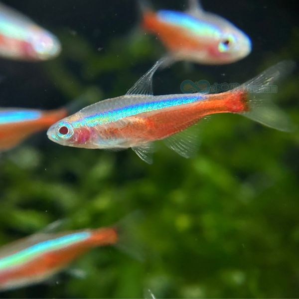白子紅蓮燈 白子紅蓮燈,紅蓮燈,燈魚,白化紅蓮燈,日光燈,觀賞魚,水族