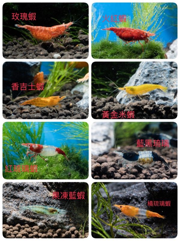 觀賞米蝦 觀賞蝦,米蝦,黃蝦,紅蝦,藍蝦,白蝦,綠蝦