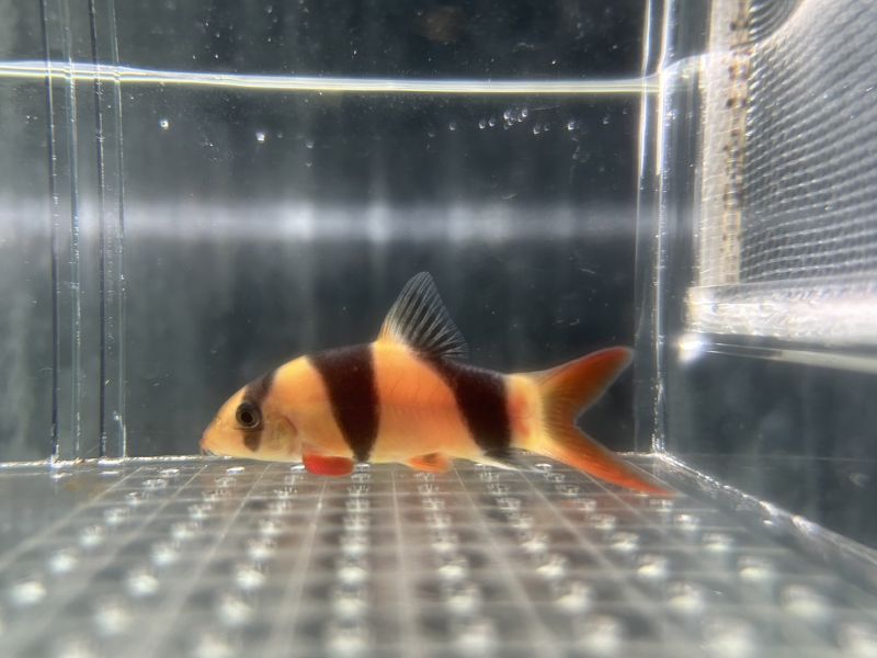 三間鼠 