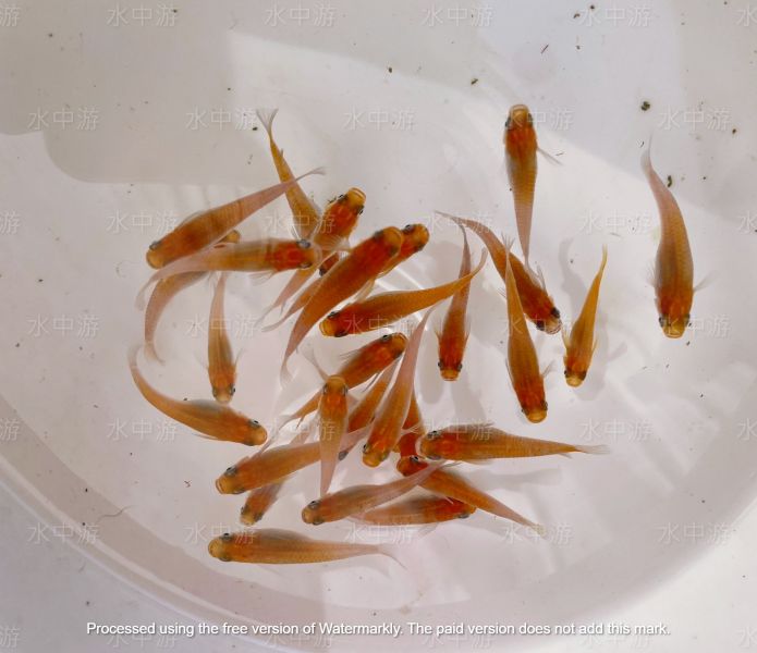 美達卡-粉紅稻田魚 美達卡,粉紅,稻田魚,日本稻田魚