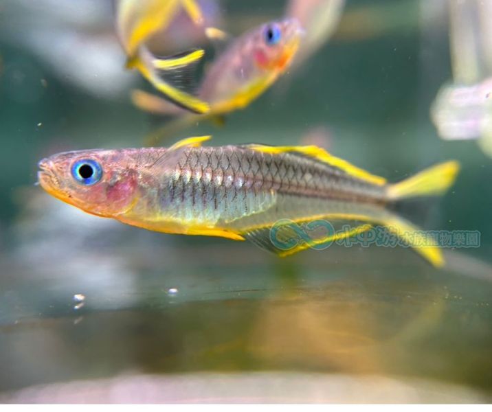 霓虹燕子 霓虹燕子,燈魚,小型魚,觀賞魚,水族