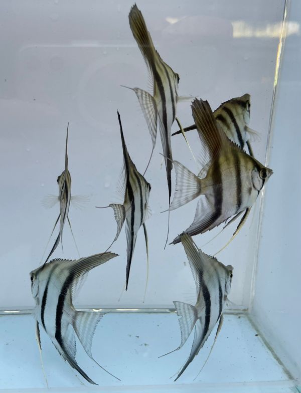 斯卡神仙/藍斑馬神仙/金神仙 斯卡神仙,神仙魚