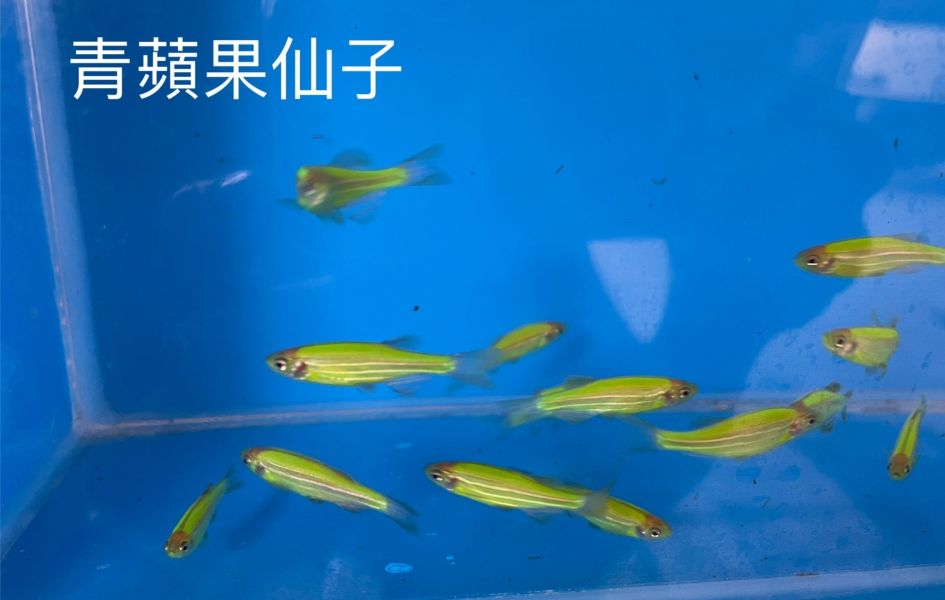 青蘋果仙子 青蘋果仙子,青蘋果斑馬,斑馬魚,仙子魚,仙子,斑馬