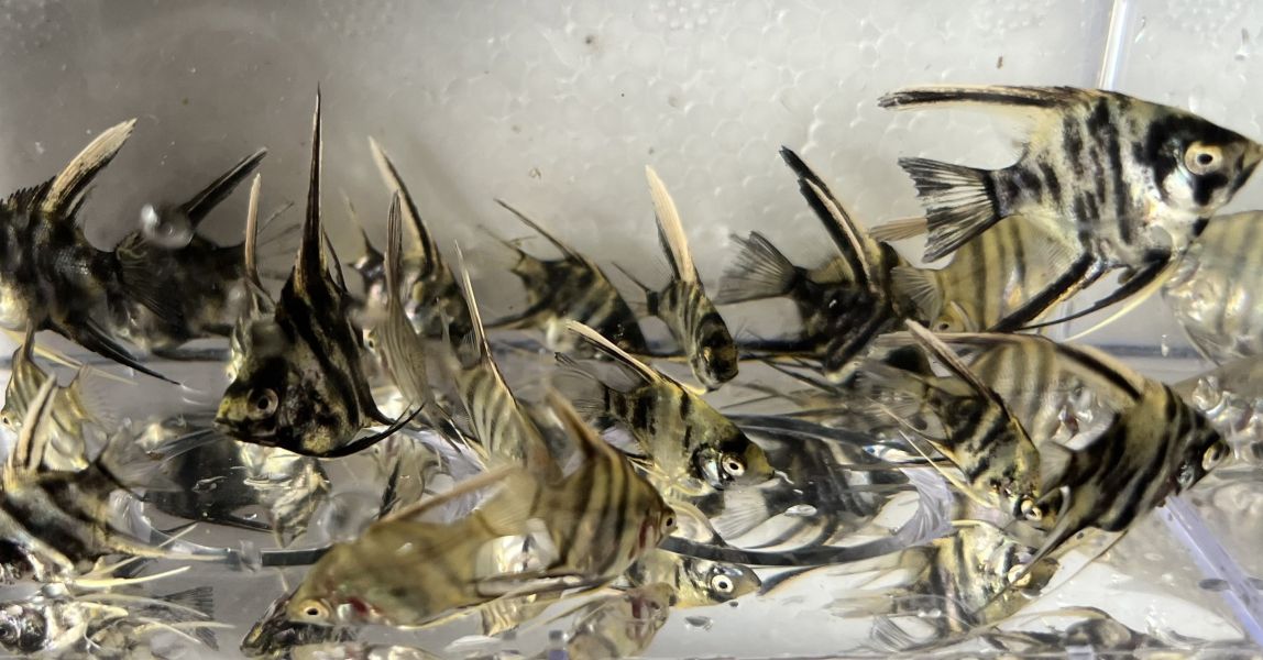 綜合神仙(大理石/斑馬 隨機出) 綜合神仙,神仙魚,觀賞魚,小型魚,慈鯛