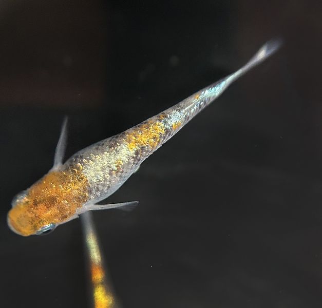 美達卡-三色拉美體外光 美達卡-三色拉美體外光,美達卡,稻田魚,體外光,三色體外光