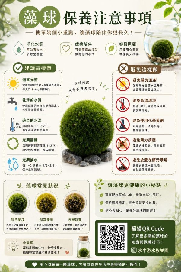 Marimo綠藻球 