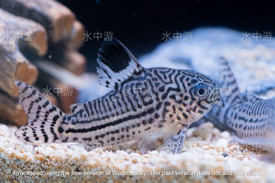 茱莉豹鼠 茱莉豹鼠,鼠魚,底棲魚