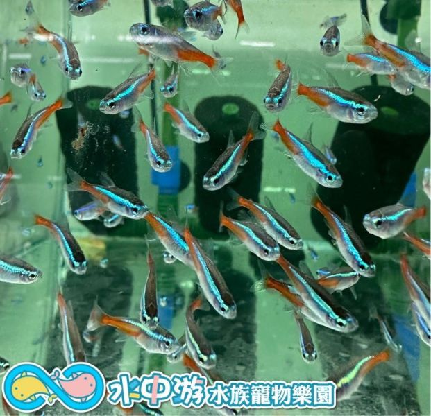 日光燈 日光燈,燈魚,小型魚,觀賞魚,水族