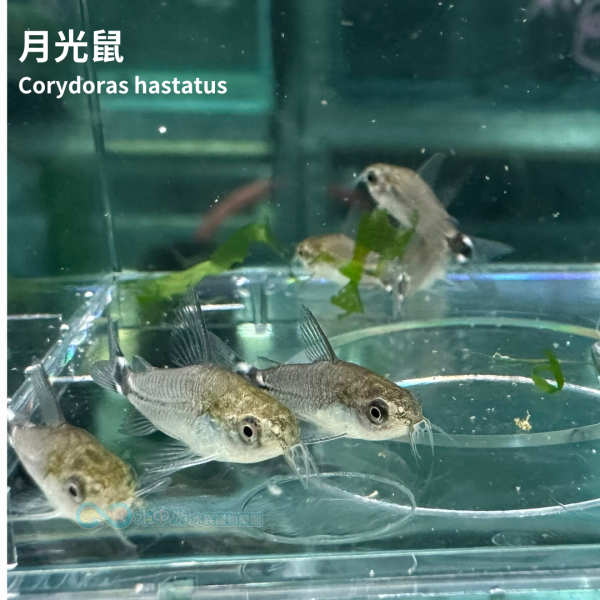 月光鼠 月光鼠,鼠魚,底棲魚,小型魚,水族