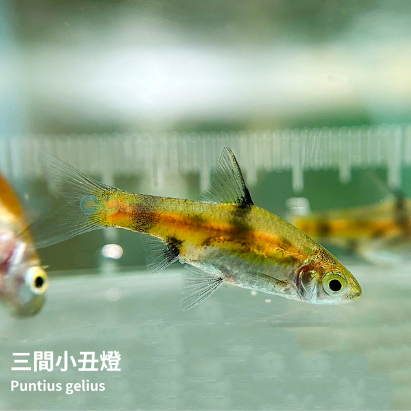 三間小丑燈 三間小丑燈,小丑燈,燈科魚,燈魚,觀賞魚,水族