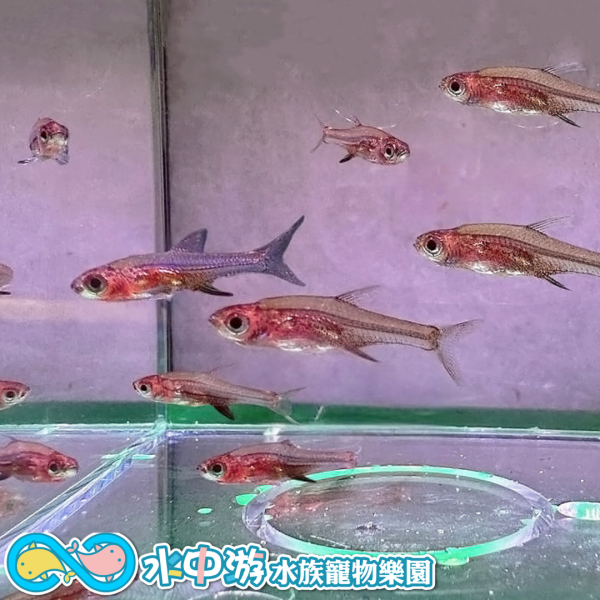 鑽石紅蓮燈(紅型) 紅蓮燈,鑽石紅蓮燈,小型魚,燈科魚,水族,觀賞魚