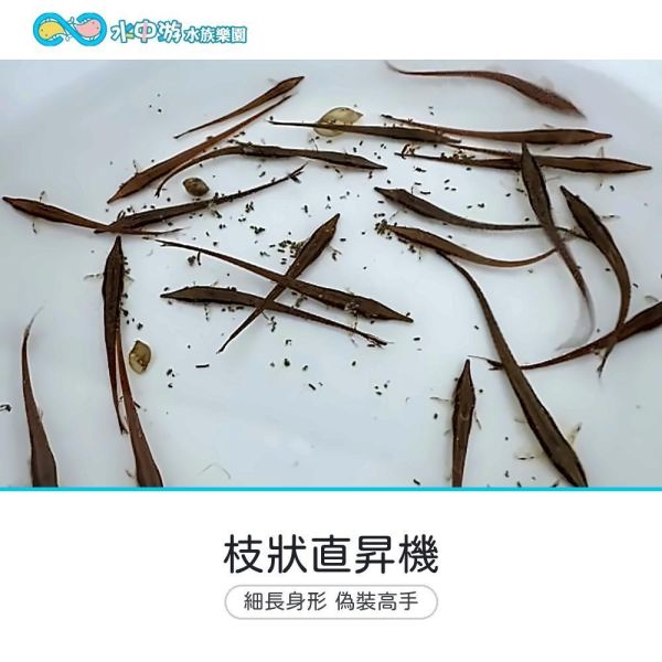 枝狀直昇機(樹枝直升機) 枝狀直昇機,直昇機,異形,觀賞魚,底棲魚