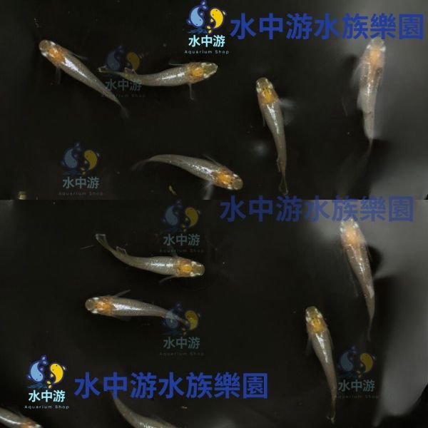 美達卡-天女之舞/紅天女之舞 觀賞魚,美達卡,稻田魚,日本稻田魚,華蕾
