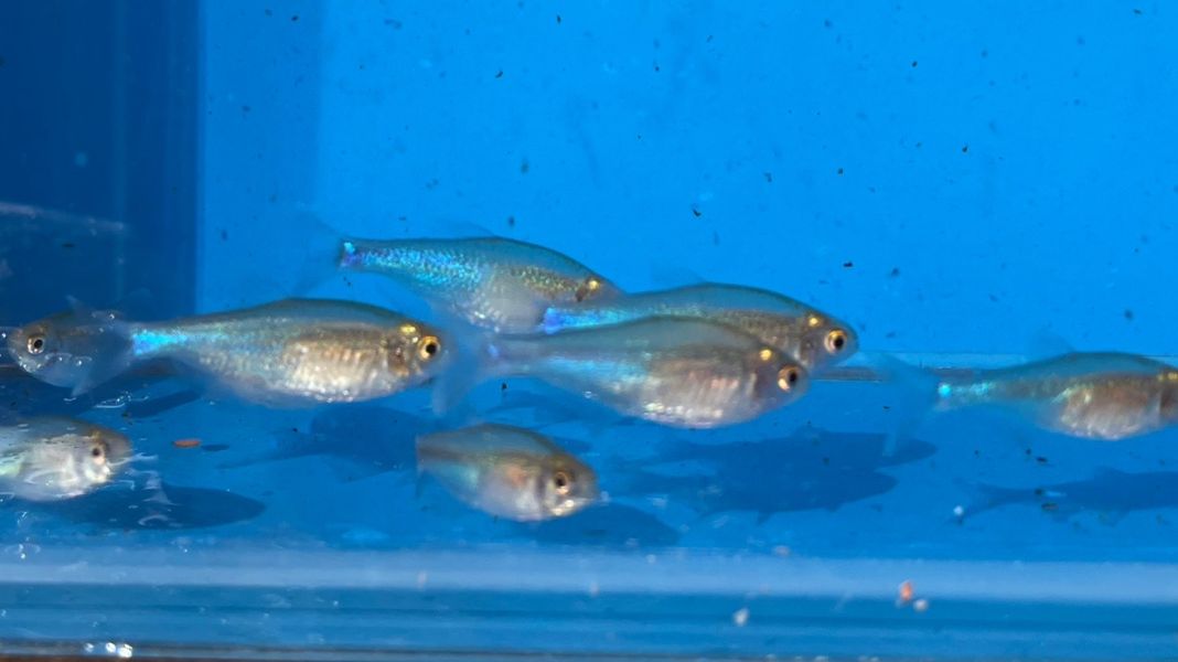 藍剛果燈 藍剛果燈,燈魚