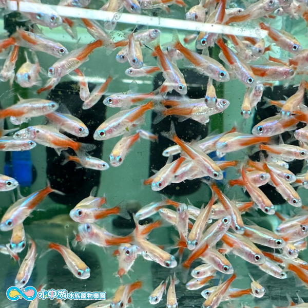 白子日光燈 
