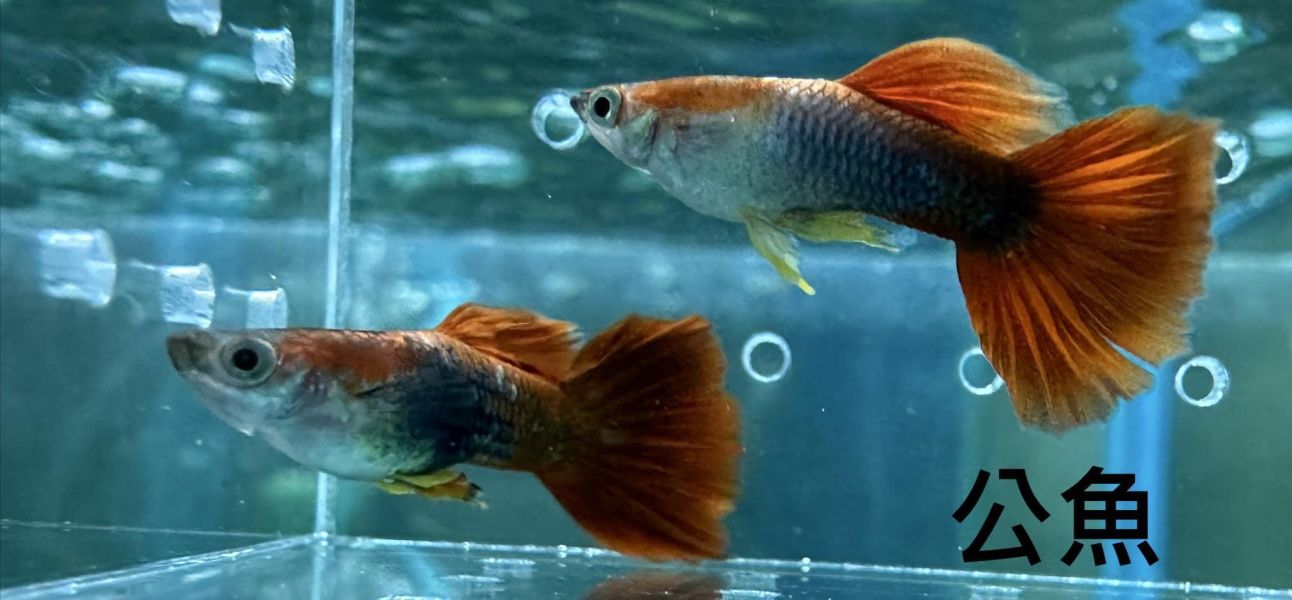 巴西紅扇孔雀魚 