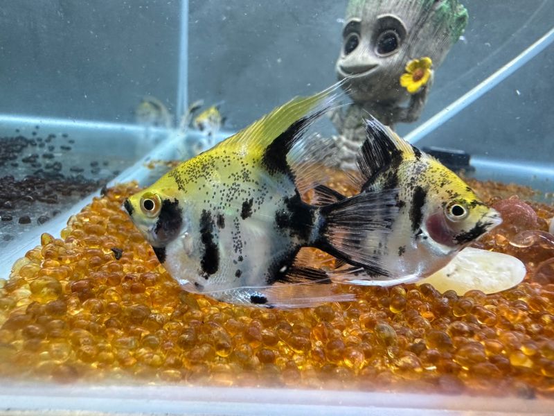 斑馬神仙魚 黑幻象神仙 三色神仙 
