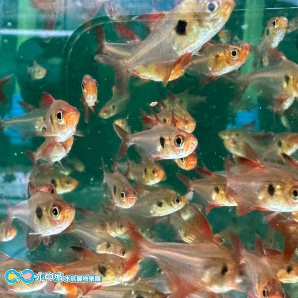 紅衣夢幻旗 Hyphessobrycon sweglesie
紅衣夢幻旗
脂鲤科