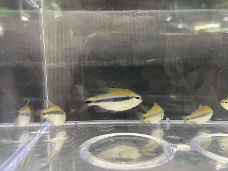 隆背彩虹藍帝燈 