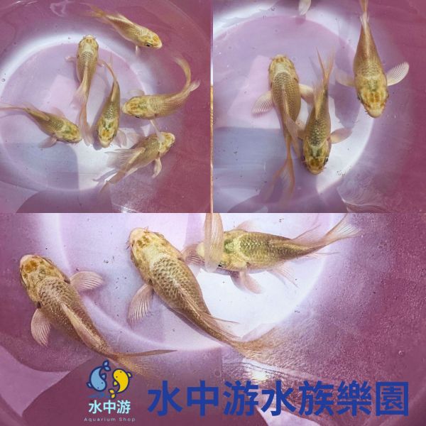 短身白金蝴蝶鯉 鯉魚,熊貓鯉魚,蝴蝶鯉魚,錦鯉,短身鯉魚,短身錦鯉,短身