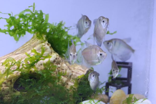 虎紋磚魚組合包 虎紋磚,螢光魚,磚魚,彩虹魚,彩色魚,彩色虎紋磚