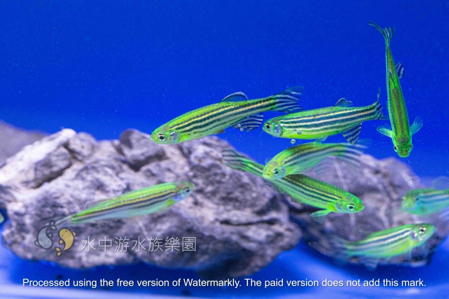各色 仙子魚 斑馬魚 仙子魚,斑馬魚,觀賞魚,水族,小型魚