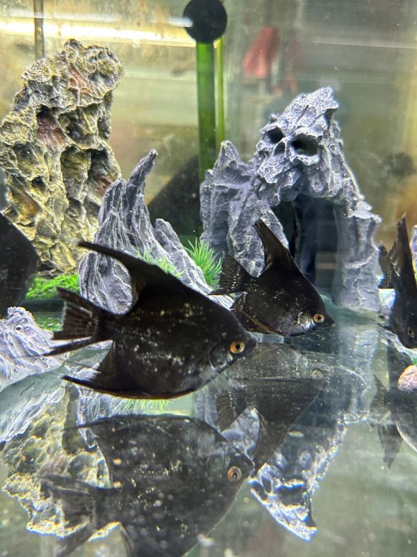 斑馬神仙魚 黑幻象神仙 三色神仙 