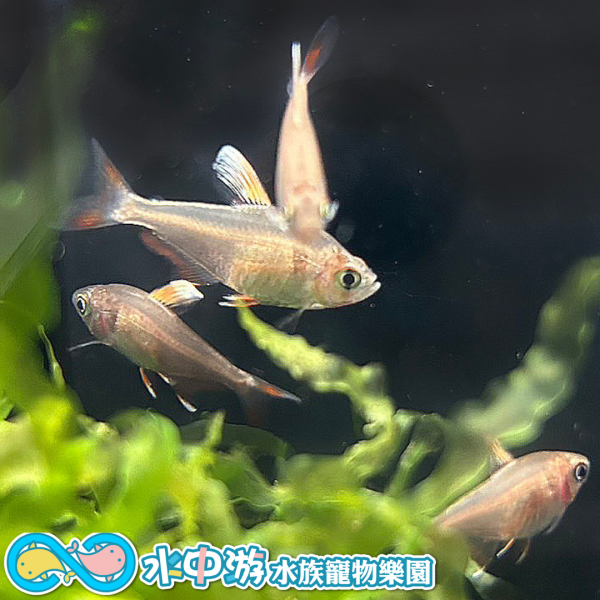 白翅玫瑰旗 白翅玫瑰旗,觀賞魚,小型魚,水族,飼料