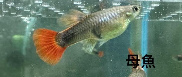 巴西紅扇孔雀魚 