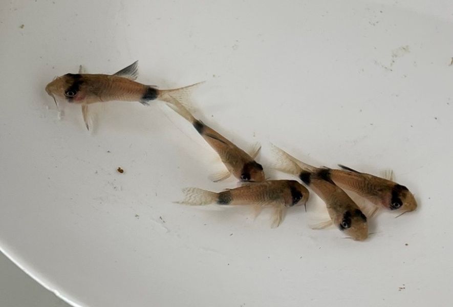熊貓鼠 熊貓鼠,鼠魚
